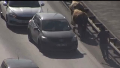İstanbul-Avcılar'da TEM Otoyolu'na giren inekler trafiği altüst etti
