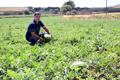 TEKİRDAĞ'da karpuzda 'kırmızı örümcek' zararı (VİDEO EKLENDİ)