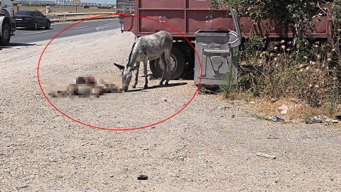 Eşek, ölen yavrusunun başından 2 gün boyunca ayrılmadı