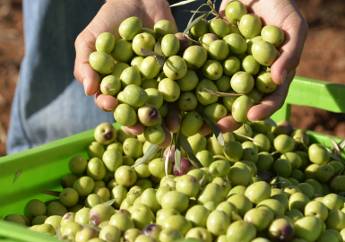 204 milyon ağaçtan 3,6 milyon ton zeytin