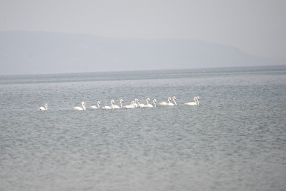 Göç yolundaki flamingolar, İznik Gölü'nde konakladı